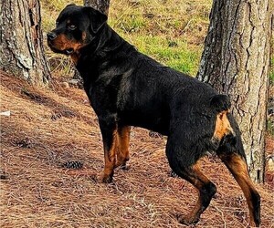 Father of the Rottweiler puppies born on 02/14/2024