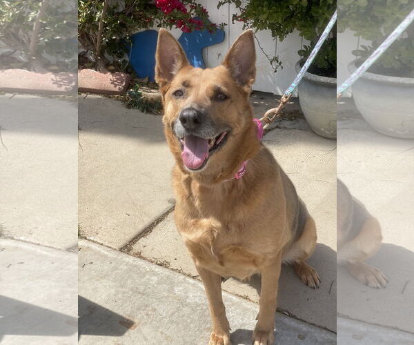 Medium Photo #4 Mutt Puppy For Sale in Newport Beach, CA, USA
