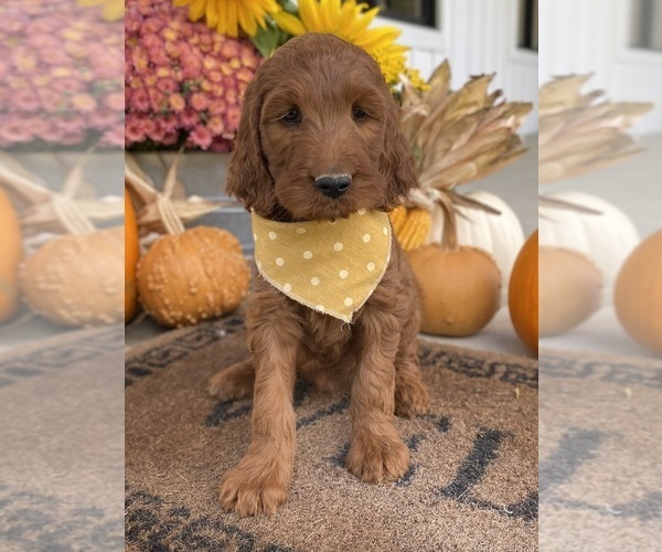 Medium Photo #11 Irish Doodle Puppy For Sale in WOOSTER, OH, USA