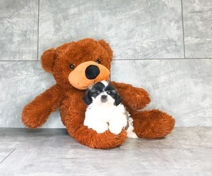 Shih Tzu Puppy for sale in CLEVELAND, NC, USA