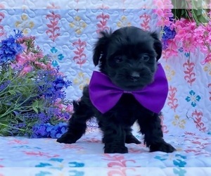 YorkiePoo Puppy for sale in LANCASTER, PA, USA