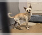 Small Chihuahua