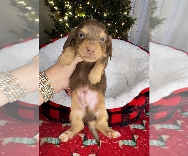 Medium Photo #4 Dachshund Puppy For Sale in MURFREESBORO, TN, USA