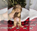 Small Photo #4 Dachshund Puppy For Sale in MURFREESBORO, TN, USA