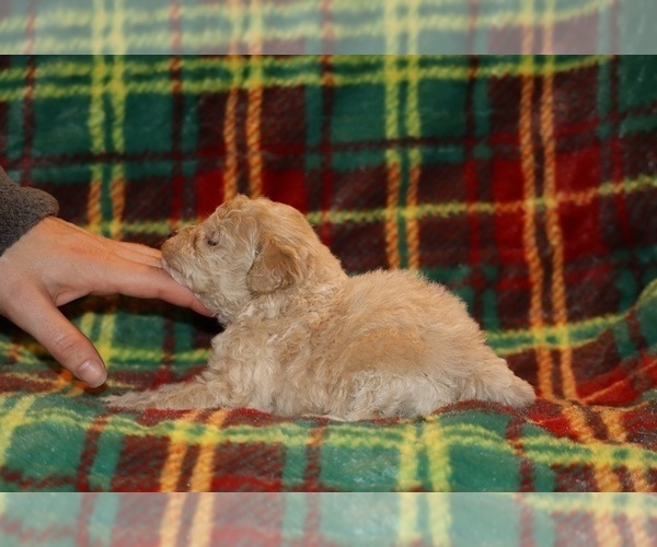 Medium Photo #8 Poodle (Toy) Puppy For Sale in DYERSBURG, TN, USA