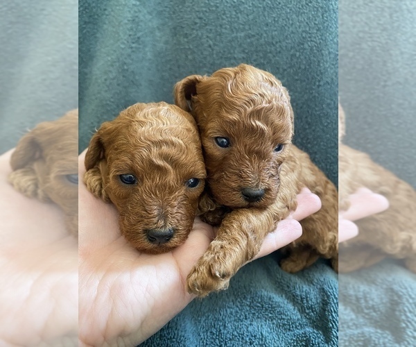 Medium Photo #2 Goldendoodle-Poodle (Toy) Mix Puppy For Sale in YORBA LINDA, CA, USA