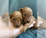 Small Photo #2 Goldendoodle-Poodle (Toy) Mix Puppy For Sale in YORBA LINDA, CA, USA
