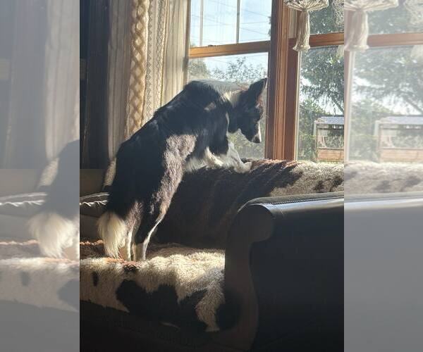 Medium Photo #10 Border Collie Puppy For Sale in Highland, IL, USA