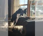 Small #9 Border Collie