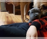 Small Photo #3 Cane Corso Puppy For Sale in INDIANAPOLIS, IN, USA