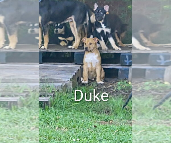 Medium Photo #1 Aussiedor Puppy For Sale in Southbury, CT, USA