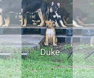Aussiedor Dogs for adoption in Southbury, CT, USA