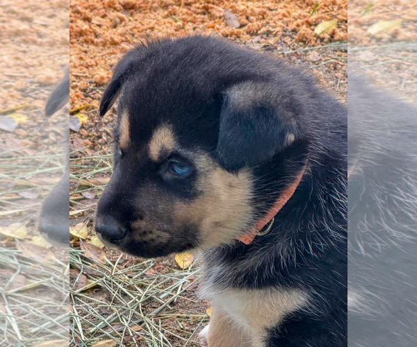 Medium Photo #4 Gerberian Shepsky Puppy For Sale in Corona, CA, USA