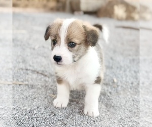 Pembroke Welsh Corgi-Poodle (Miniature) Mix Puppy for sale in LAS CRUCES, NM, USA