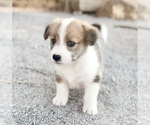 Small Pembroke Welsh Corgi-Poodle (Miniature) Mix