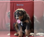 Small #4 Bernedoodle (Miniature)