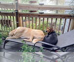 Small #5 Anatolian Shepherd