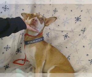 Siberian Husky-Unknown Mix Dogs for adoption in Sacramento, CA, USA