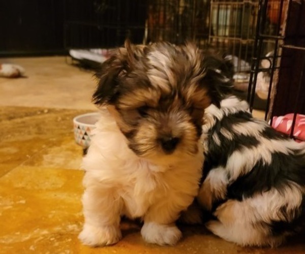 Medium Photo #1 Morkie Puppy For Sale in CLACKAMAS, OR, USA