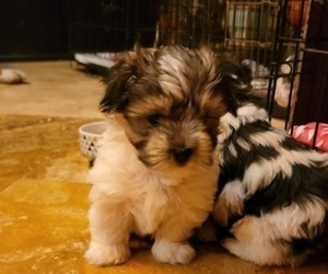 Morkie Puppy for sale in CLACKAMAS, OR, USA