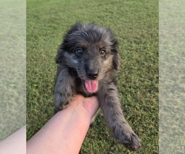 Medium Photo #3 Aussiedoodle Puppy For Sale in WILLS POINT, TX, USA
