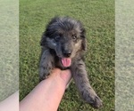 Small #2 Aussiedoodle