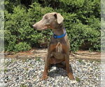 Small #5 Doberman Pinscher