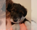 Puppy Charlie Collie-Poodle (Miniature) Mix