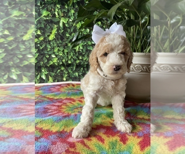 Medium Photo #2 Poodle (Standard) Puppy For Sale in LANCASTER, PA, USA