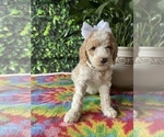 Small Photo #2 Poodle (Standard) Puppy For Sale in LANCASTER, PA, USA