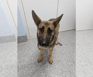 German Shepherd Dog Dogs for adoption in Westminster, MD, USA