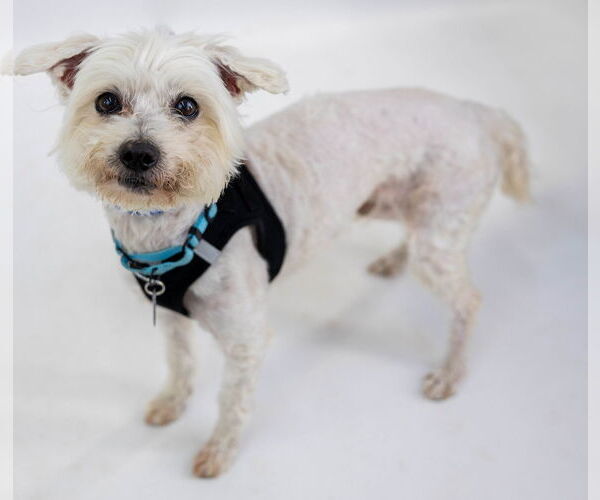 Medium Photo #11 Maltese-Unknown Mix Puppy For Sale in Princeton, MN, USA