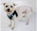 Small #10 Maltese Mix