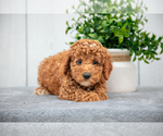 Puppy Kylo Poodle (Miniature)
