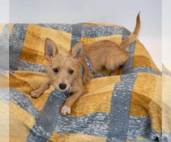 Medium Photo #3 Chihuahua-Unknown Mix Puppy For Sale in Kennesaw, GA, USA
