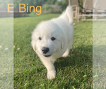 Small Photo #5 Great Pyrenees Puppy For Sale in DE PERE, WI, USA