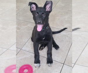 German Shepherd Dog Puppy for sale in WARREN, MA, USA