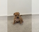 Puppy 4 American Bully