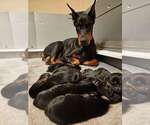 Puppy Black Female Doberman Pinscher