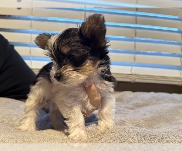 Medium Photo #2 Yorkshire Terrier Puppy For Sale in DOTHAN, AL, USA