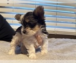 Small #1 Yorkshire Terrier
