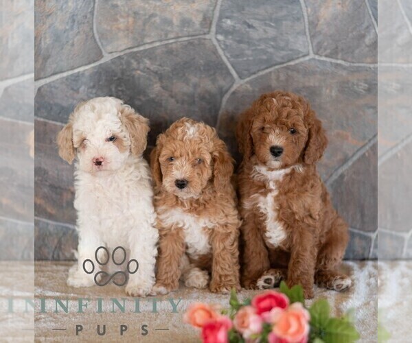 Medium Photo #2 Poodle (Miniature) Puppy For Sale in MILL HALL, PA, USA