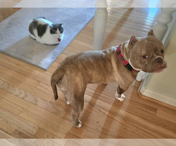 Medium Photo #9 Bulldog-Unknown Mix Puppy For Sale in Spotsylvania, VA, USA