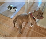 Small #8 Bulldog Mix