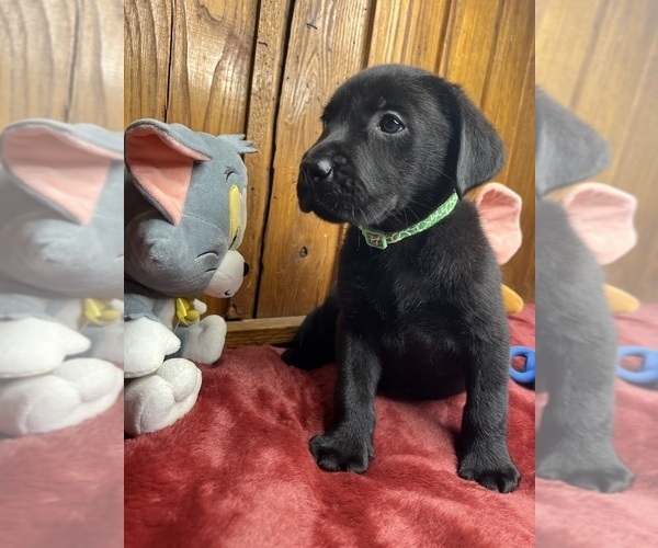 Medium Photo #4 Labrador Retriever Puppy For Sale in NEOLA, WV, USA