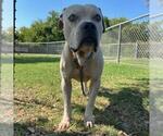 Small American Pit Bull Terrier Mix