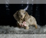 Small #5 Dachshund