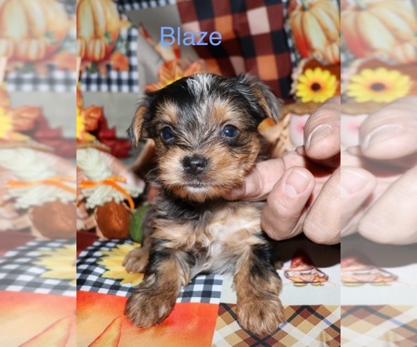 Medium Photo #1 Yorkshire Terrier Puppy For Sale in LOVELY, KY, USA