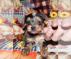 Yorkshire Terrier Puppy for sale in LOVELY, KY, USA