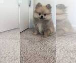 Small #11 Pomeranian